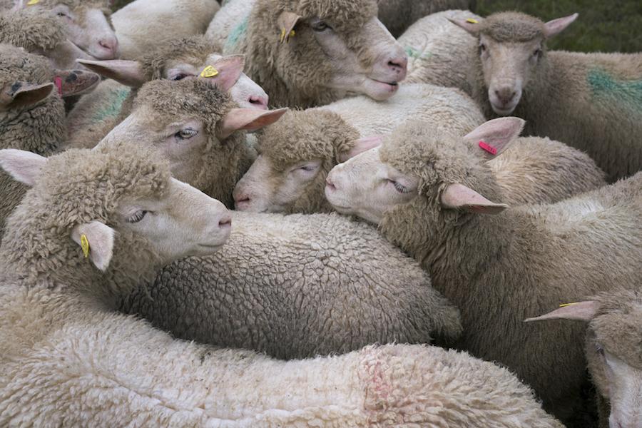 Interview Greg Zglinski (Tiere) Cinema magazine